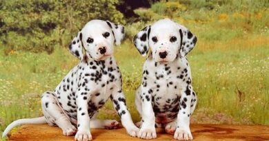 Dalmatian Puppy Will Give Your Pleasure Enough As The Best Family Pet Dalmatian Puppy